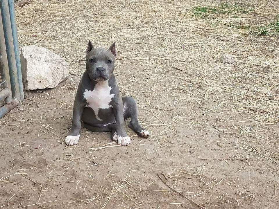 American Bully Puppies For Sale Houston, TX 195510