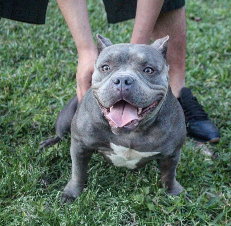 American Bully Puppies For Sale | Houston, TX #206686