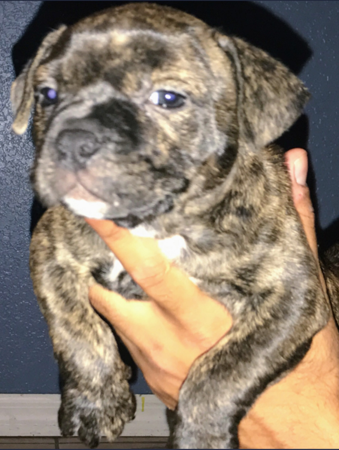 American Bully Puppies For Sale Kissimmee Fl 214550