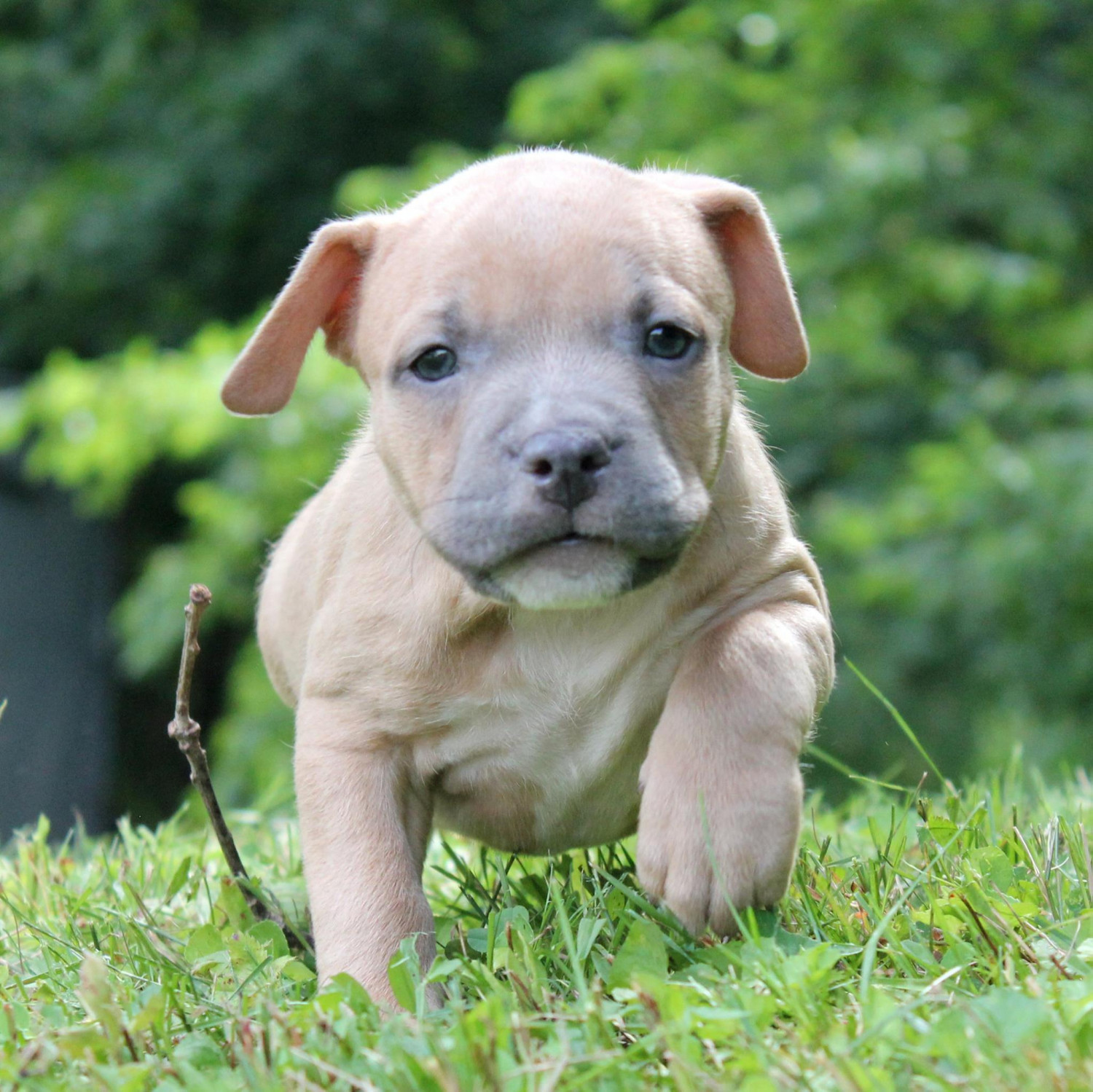 American Bully Puppies For Sale Stewartstown, PA 216621