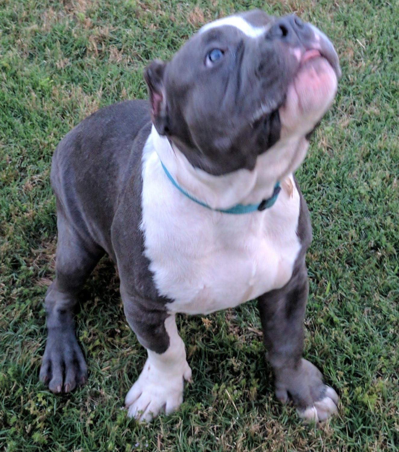 American Bully Puppies For Sale Riverdale, GA 218094
