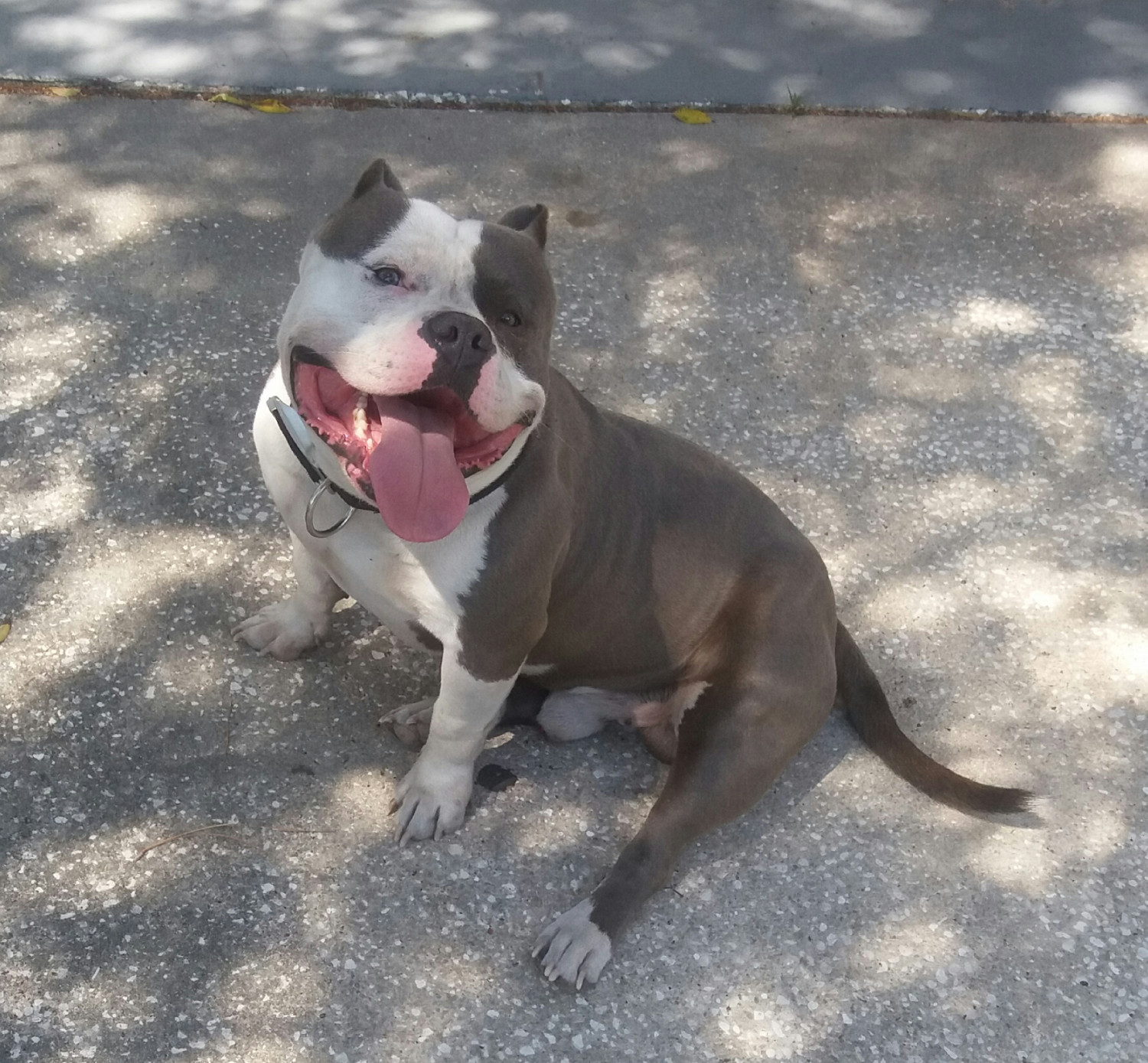 American Bully Puppies For Sale Jacksonville, FL 219337