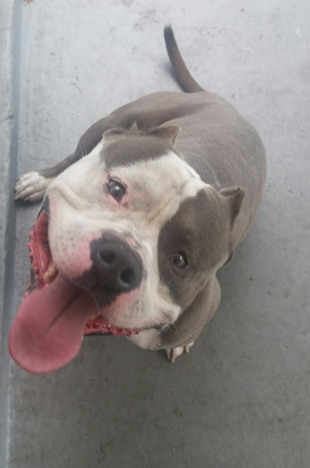 American Bully Puppies For Sale Jacksonville, FL 219337