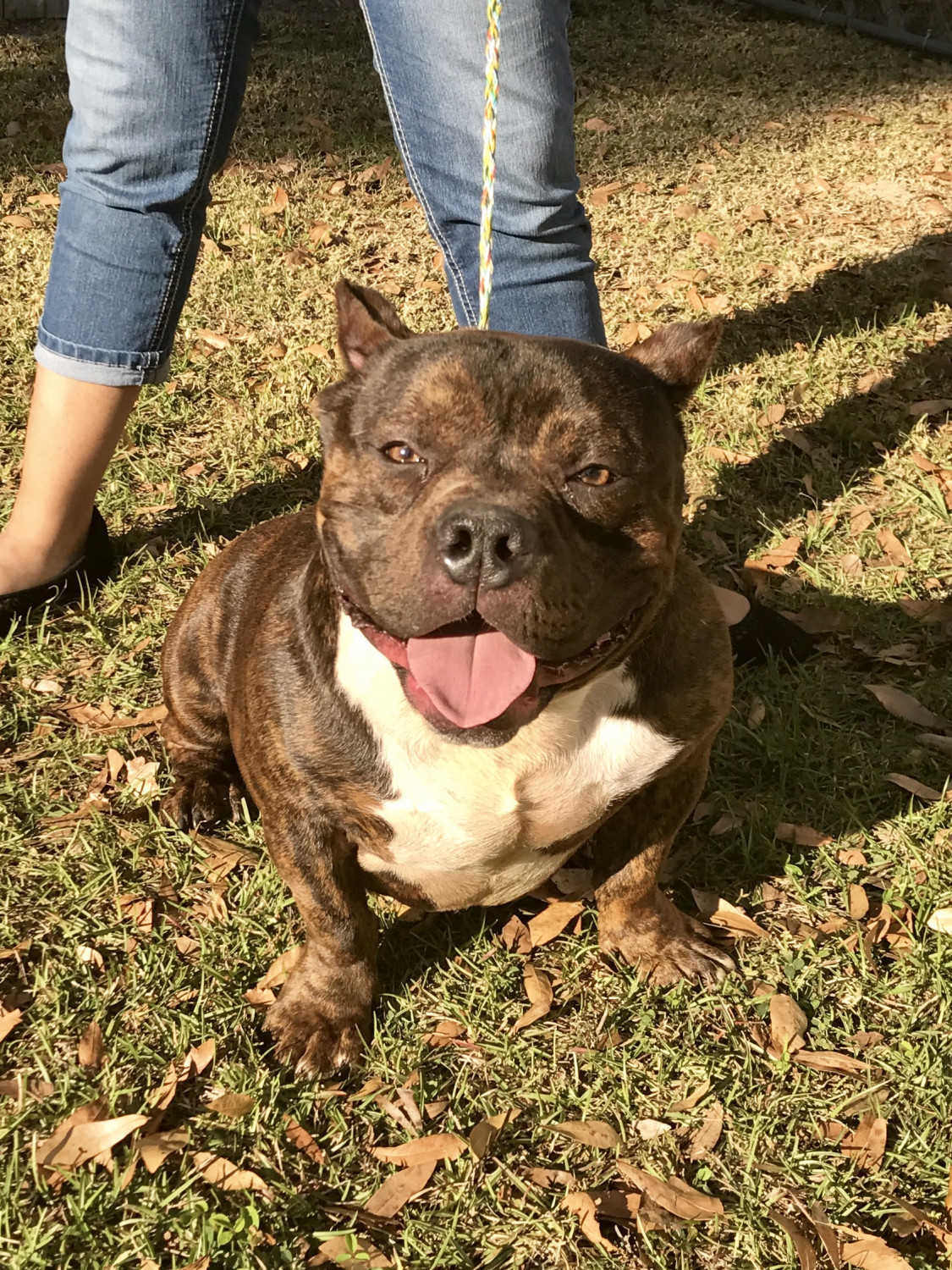 American Bully Puppies For Sale Ocala, FL 219905