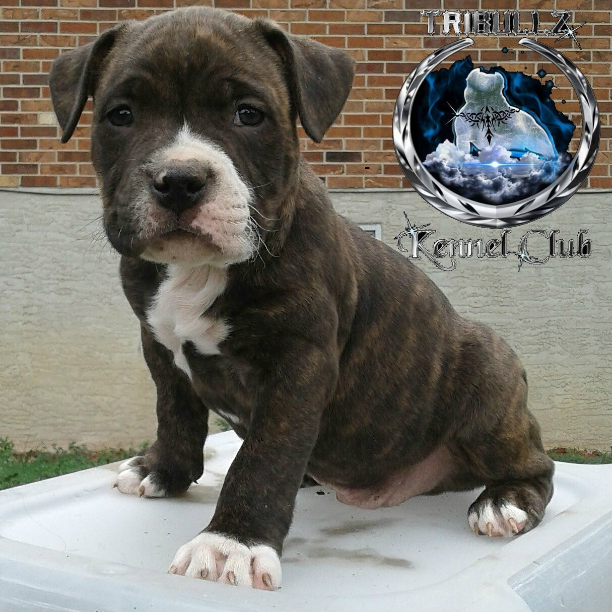 American Bully Puppies For Sale | Colorado Springs, CO #220532