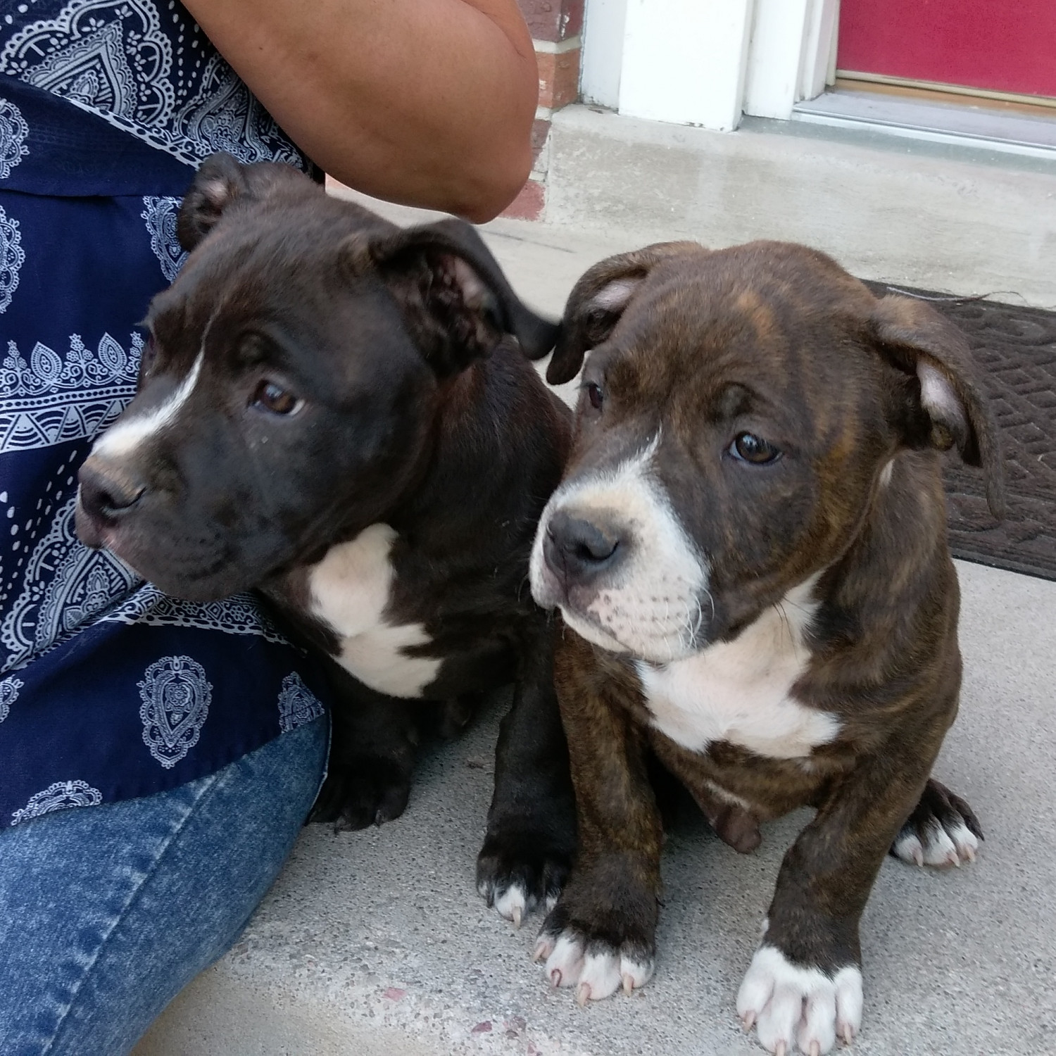 American Bully Puppies For Sale Colorado Springs, CO 220532