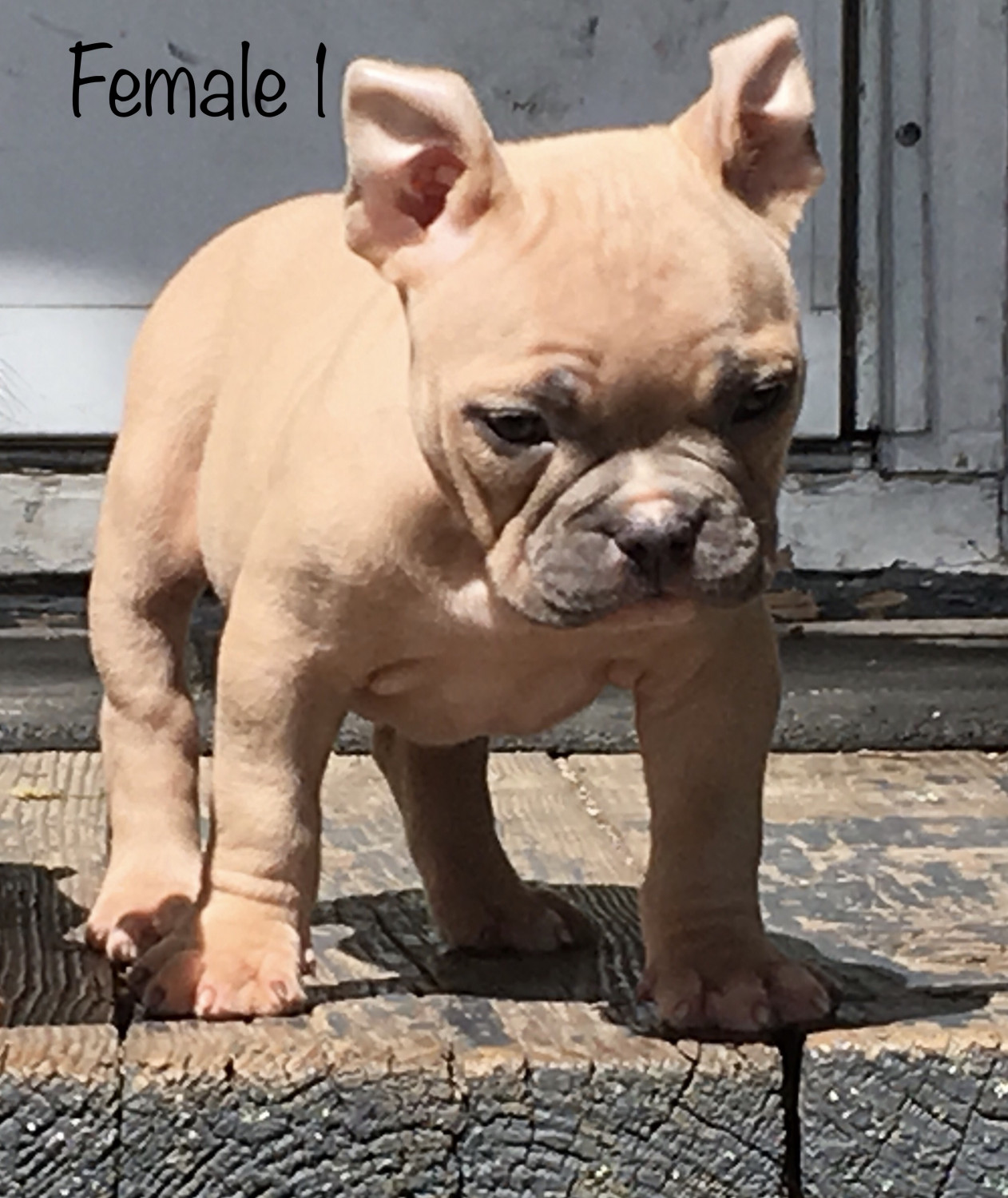American Bully Puppies For Sale Waterloo, IA 220863