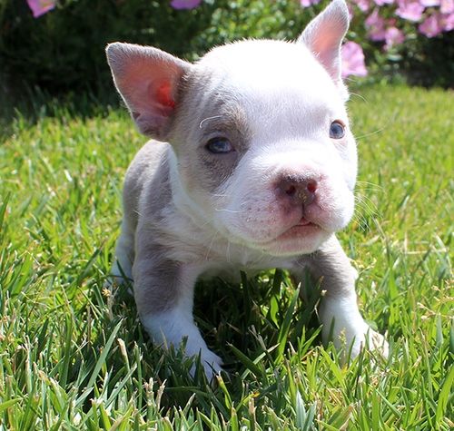 American Bully Puppies For Sale Albuquerque, NM 223175