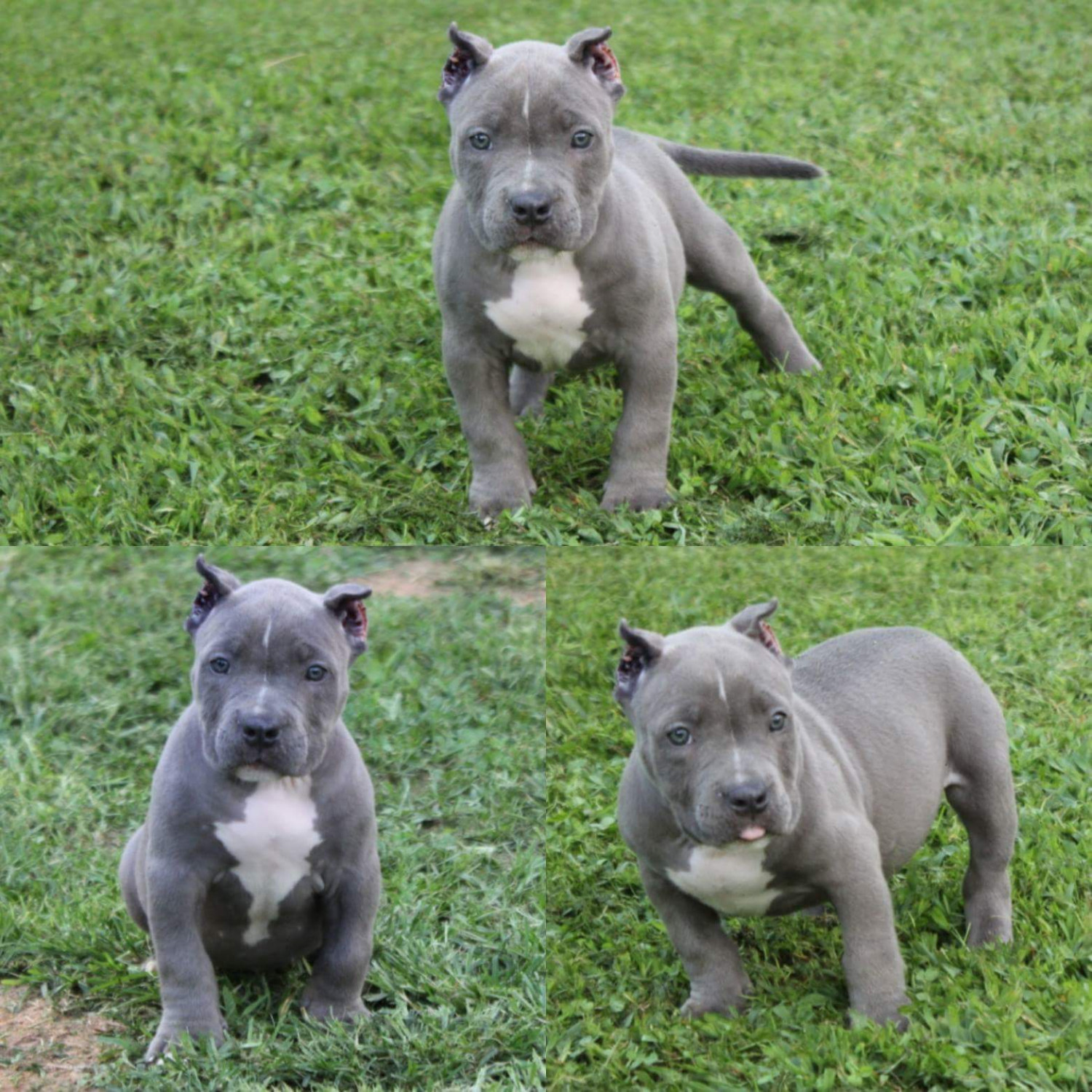 American Bully Puppies For Sale Hendersonville, NC 228511