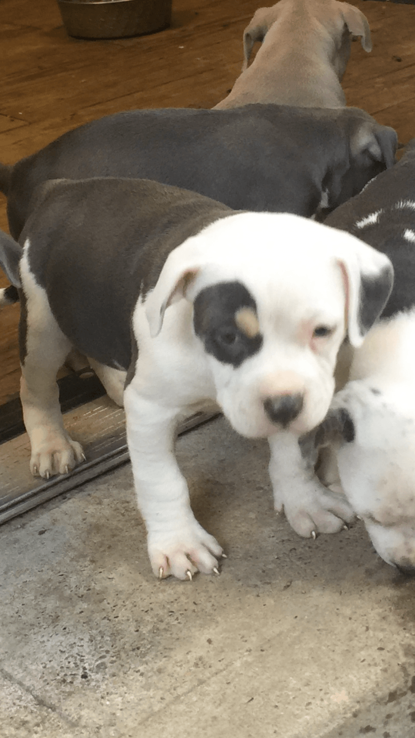 American Bully Puppies For Sale Pittsburgh, PA 241609