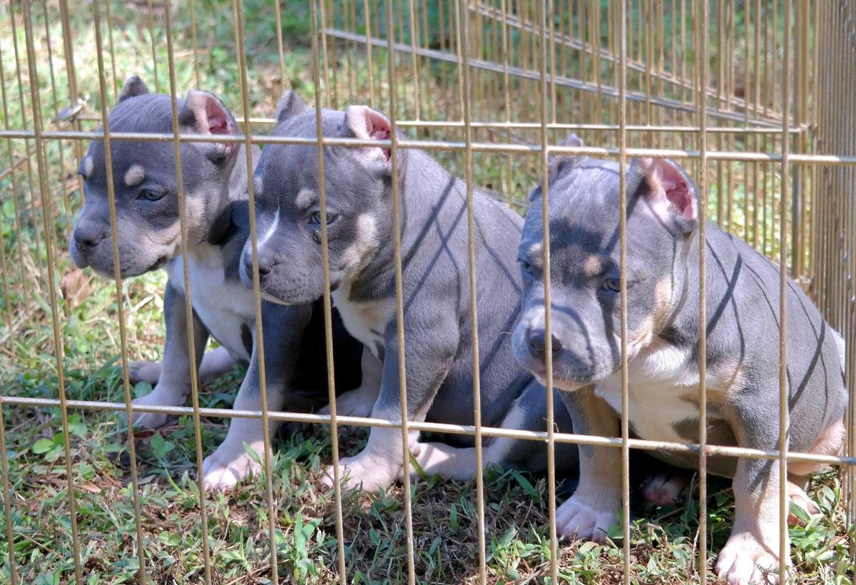 American Bully Puppies For Sale Columbus, OH 242688