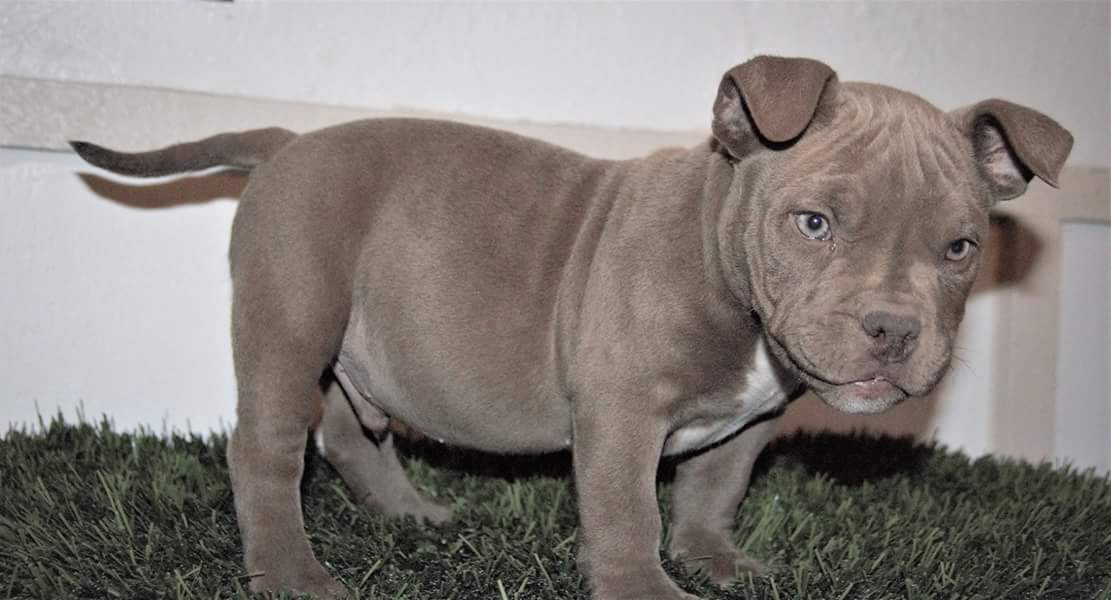 American Bully Puppies For Sale Oklahoma City, OK 249517