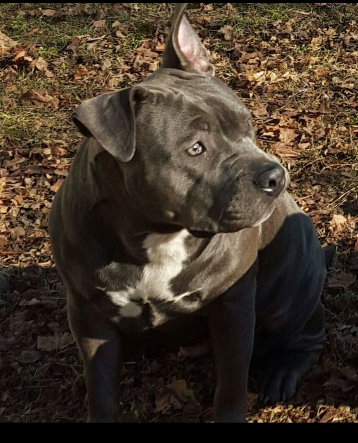 American Bully Puppies For Sale Binghamton, NY 252638