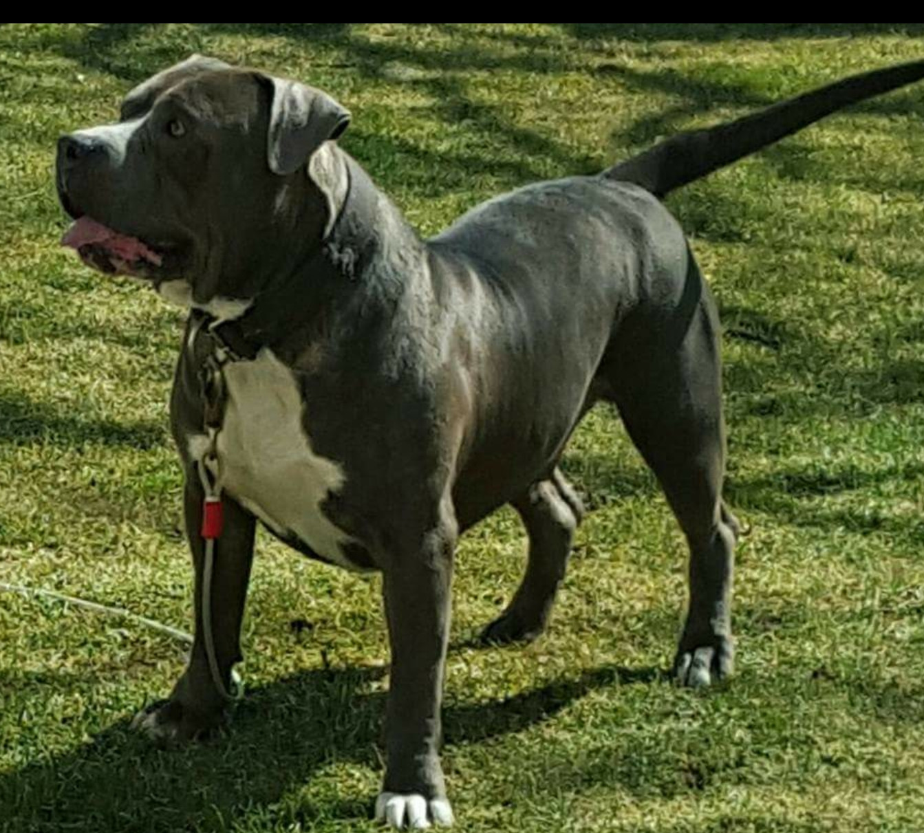 American Bully Puppies For Sale Binghamton, NY 252638