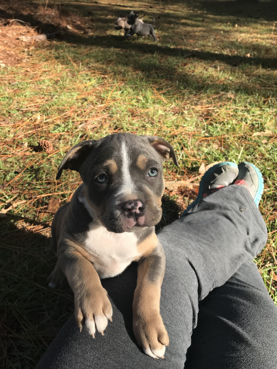 American Bully Puppies For Sale Tallahassee, FL 253597