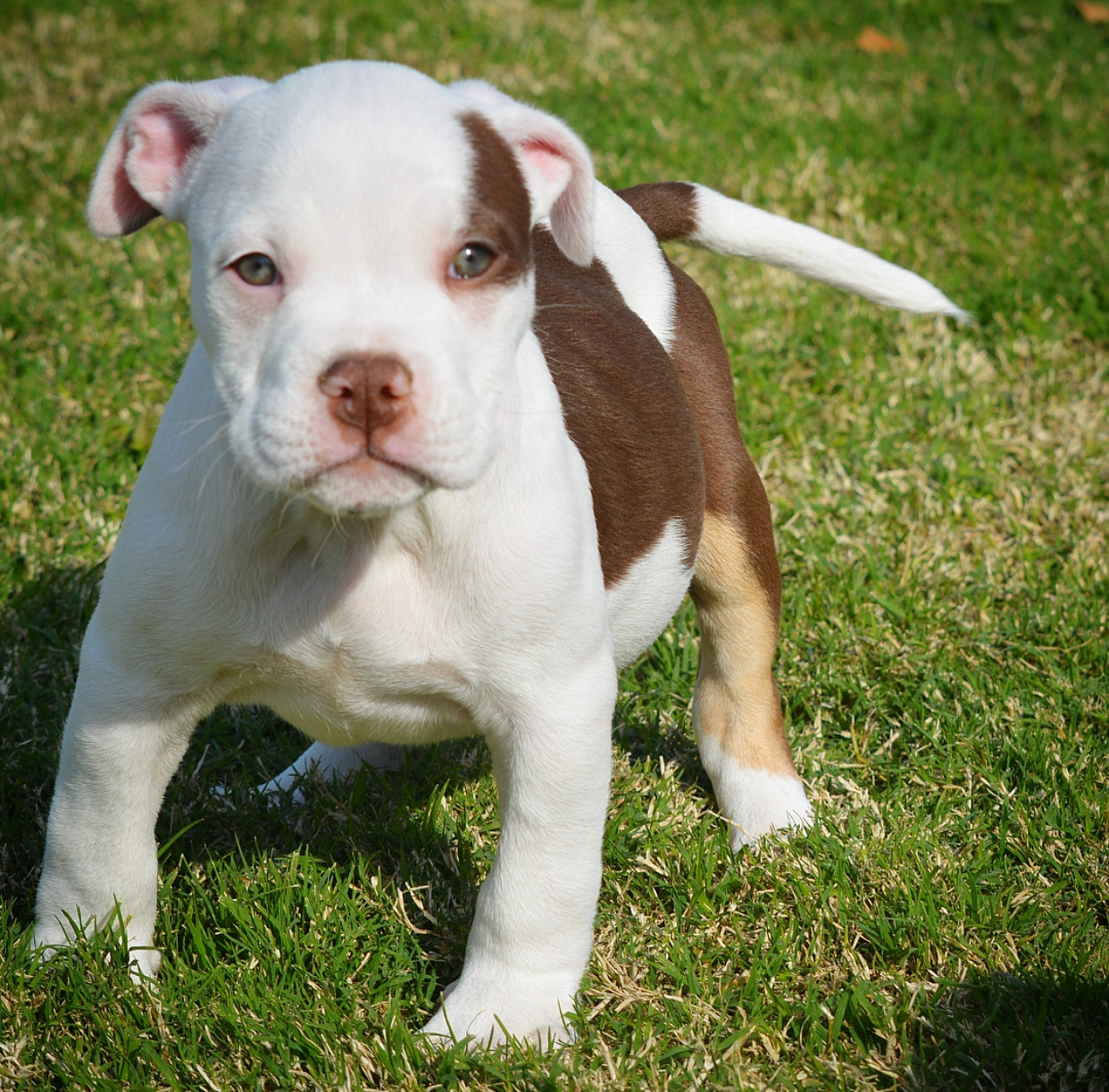 American Bully Puppies For Sale Clovis, CA 254638