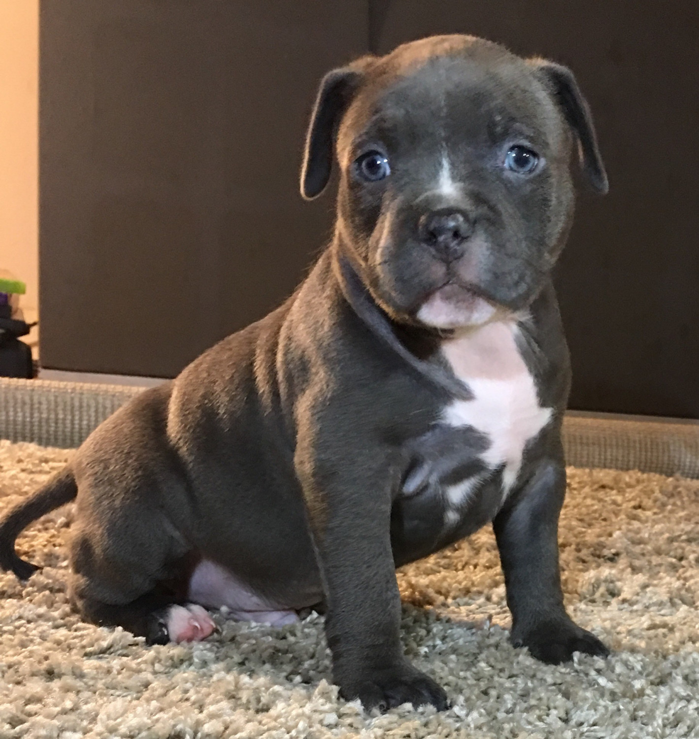 American Bully Puppies For Sale Sacramento, CA 254648