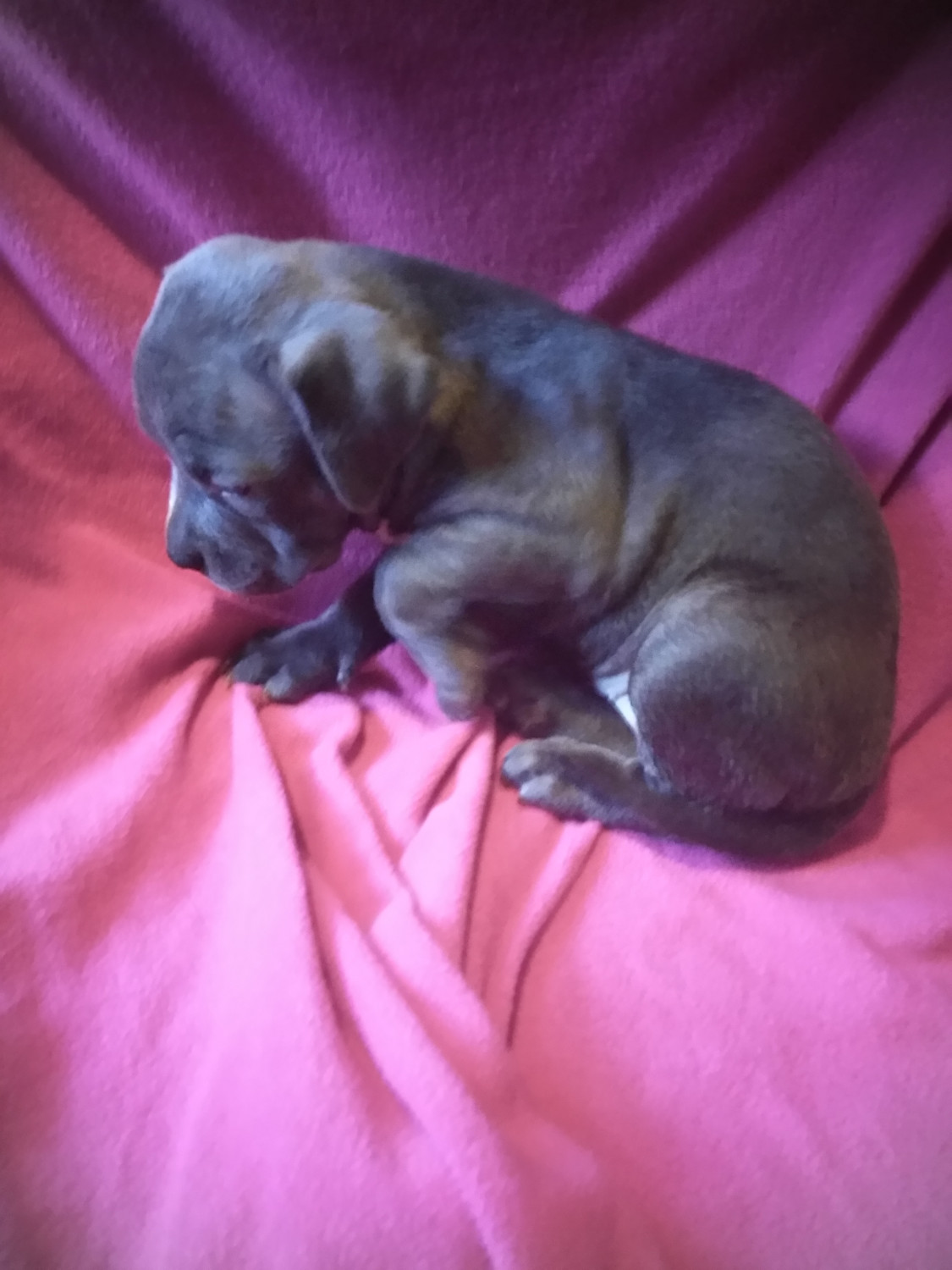 American Bully Puppies For Sale Rochester, NY 255698