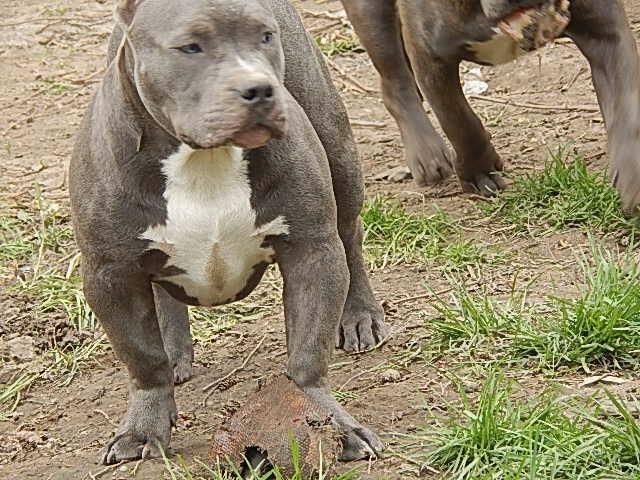 American Bully Puppies For Sale Rochester, NY 255698