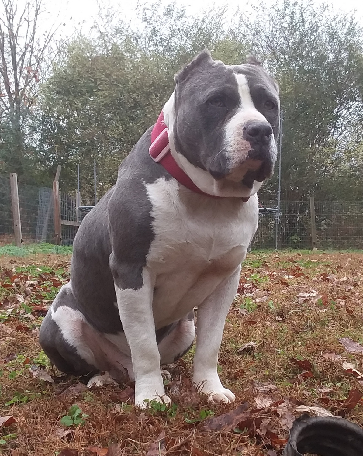 American Bully Puppies For Sale Dixon Springs, TN 256270