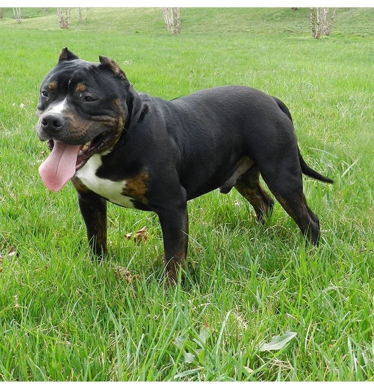 American Bully Puppies For Sale Cookeville, TN 256448