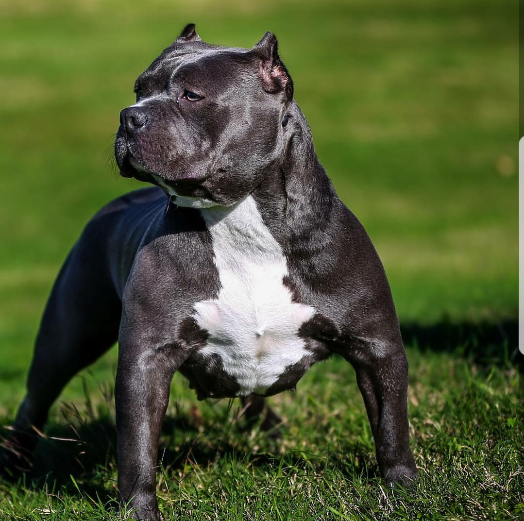 American Bully Puppies For Sale Houston, TX 256937