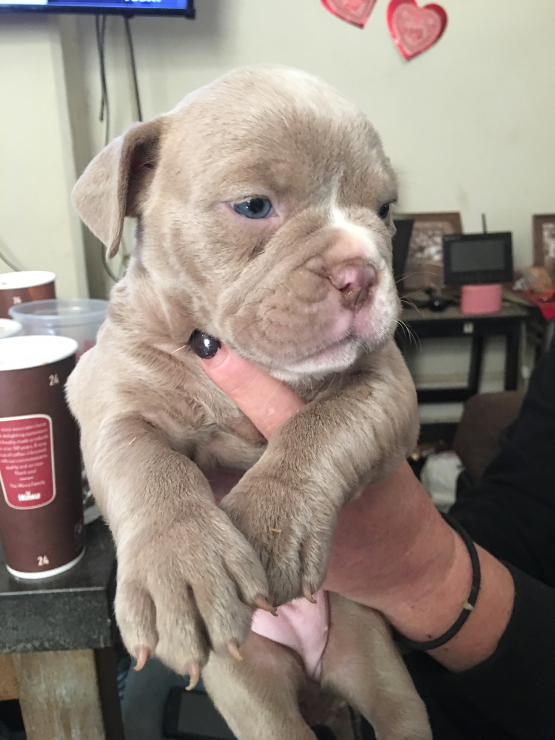 American Bully Puppies For Sale Woodlyn, PA 259530
