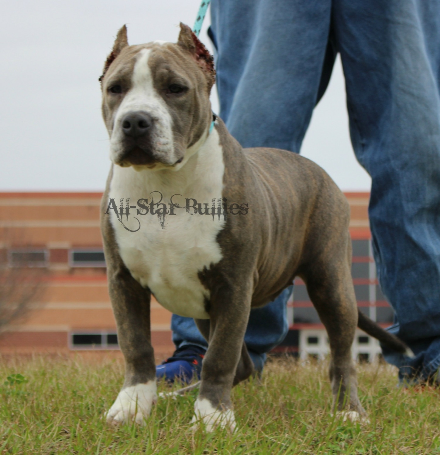 American Bully Puppies For Sale Pearland, TX 260292