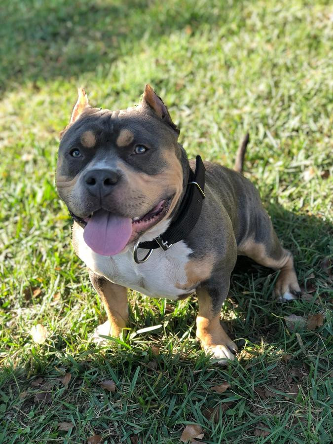 American Bully Puppies For Sale Orlando, FL 260538