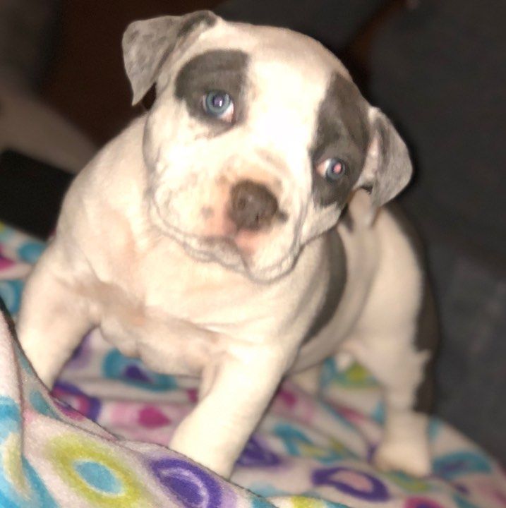 "American Bully" Puppies For Sale Savage, MN 260564