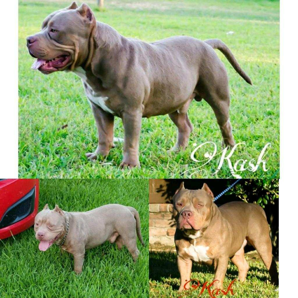 American Bully Puppies For Sale Houston, TX 261927