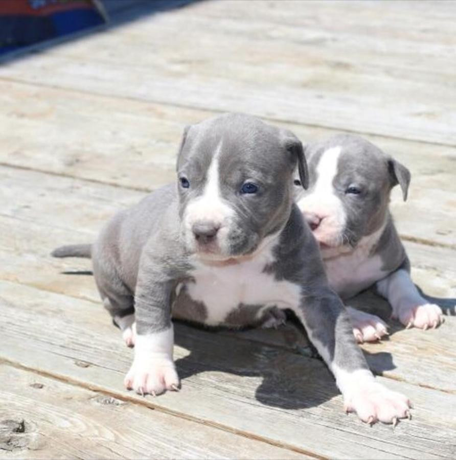 American Bully Puppies For Sale San Jose, CA 262096