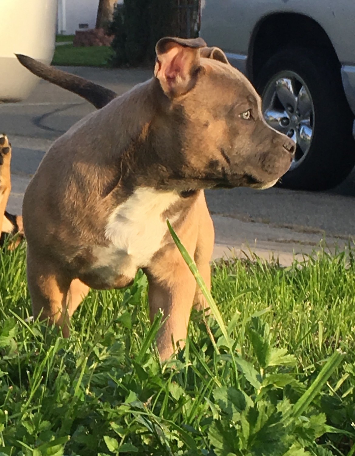 American Bully Puppies For Sale Sacramento, CA 266328
