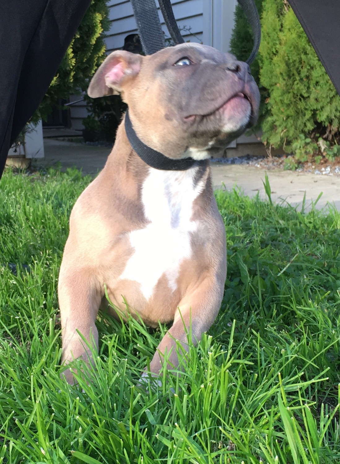 American Bully Puppies For Sale Sacramento, CA 266328