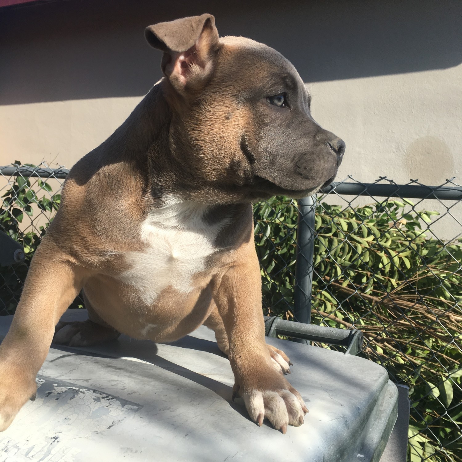 American Bully Puppies For Sale Sacramento, CA 266328