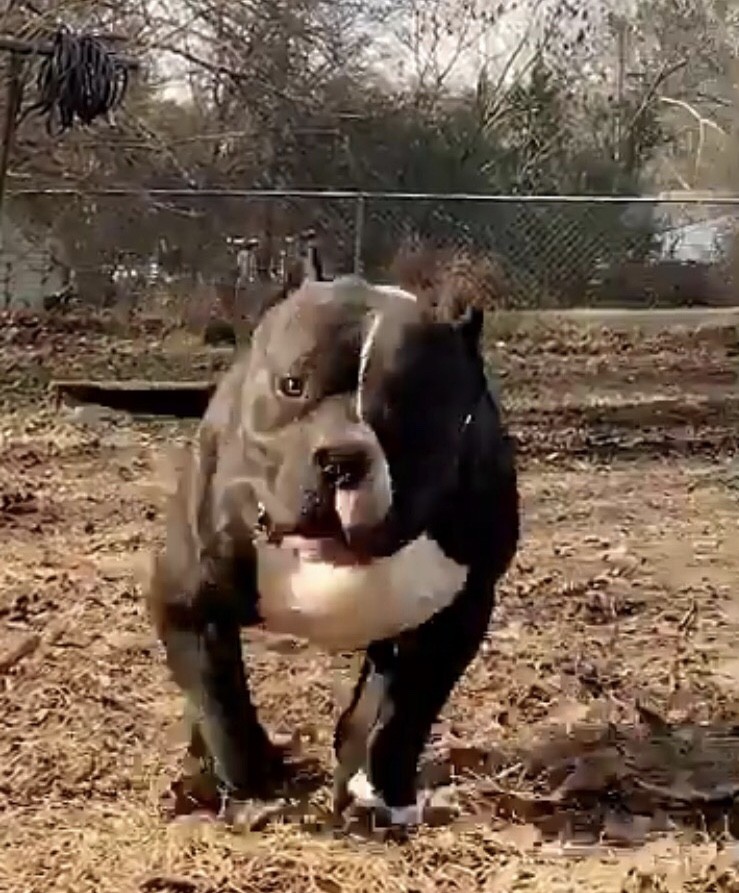 "American Bully" Puppies For Sale Durham, NC 266498