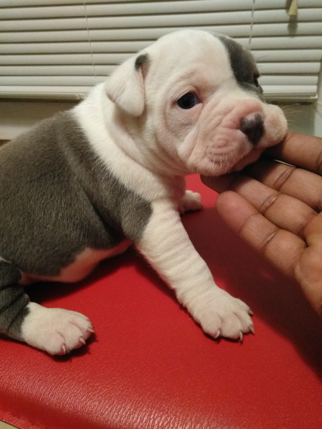 American Bully Puppies For Sale Reading, PA 266906
