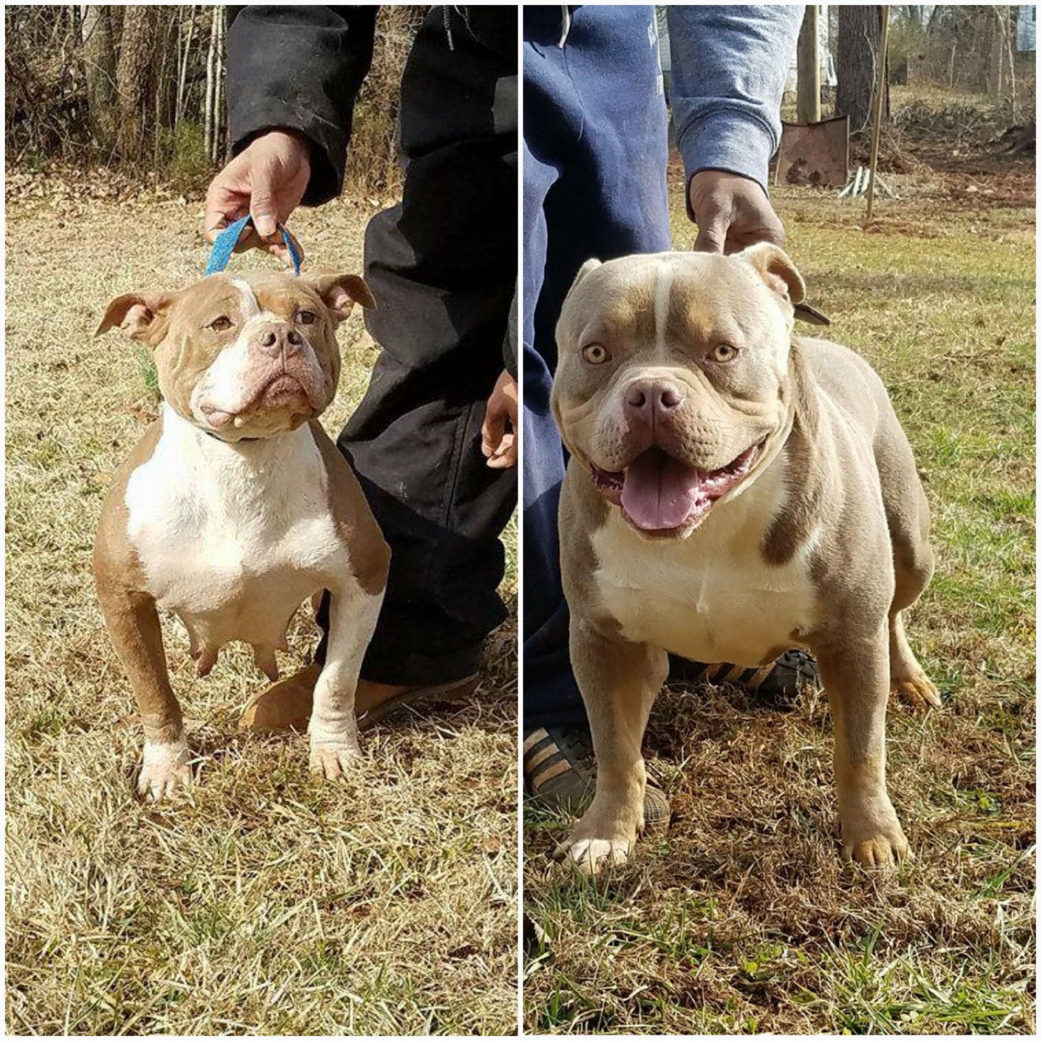 American Bully Puppies For Sale Statesville, NC 268319
