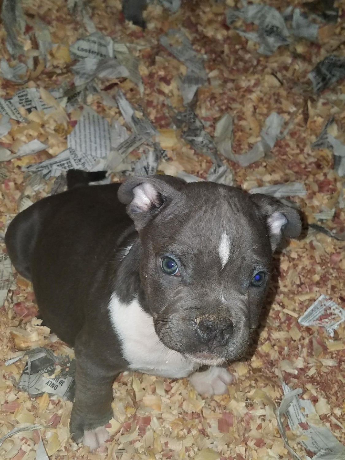American Bully Puppies For Sale Houston, TX 268396
