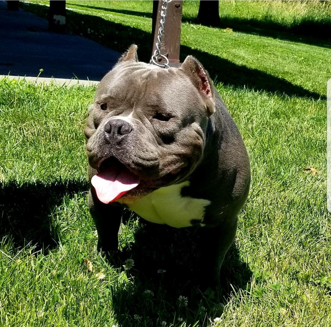 American Bully Puppies For Sale | Omaha, NE #273152