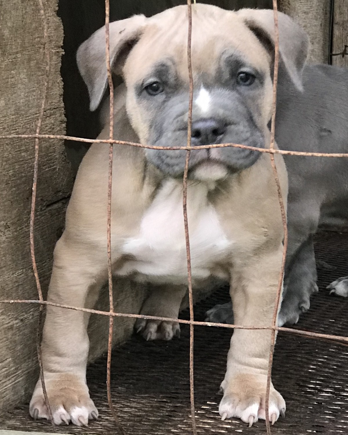 "American Bully" Puppies For Sale Port Gibson, MS 273163