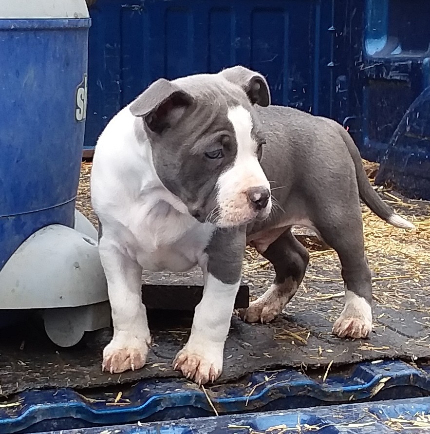 American Bully Puppies For Sale Dixon Springs, TN 274218