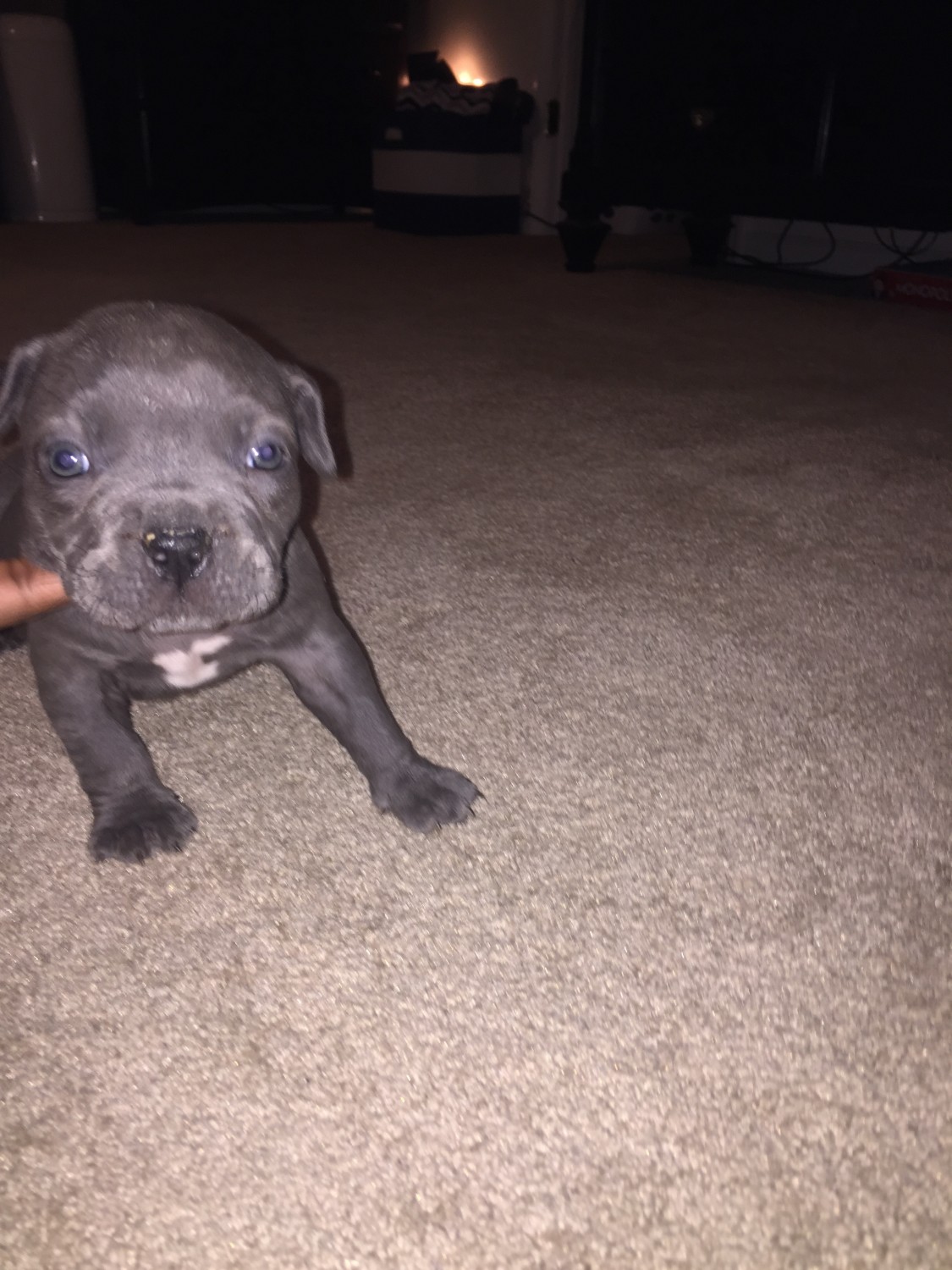 American Bully Puppies For Sale Greensboro, NC 274687