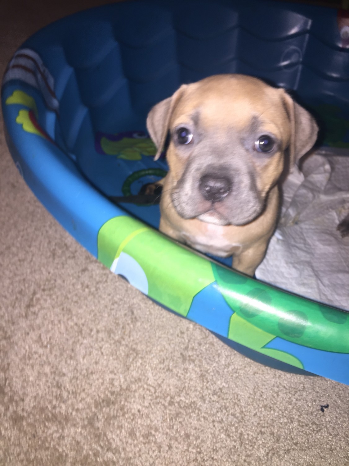 American Bully Puppies For Sale Greensboro, NC 274687