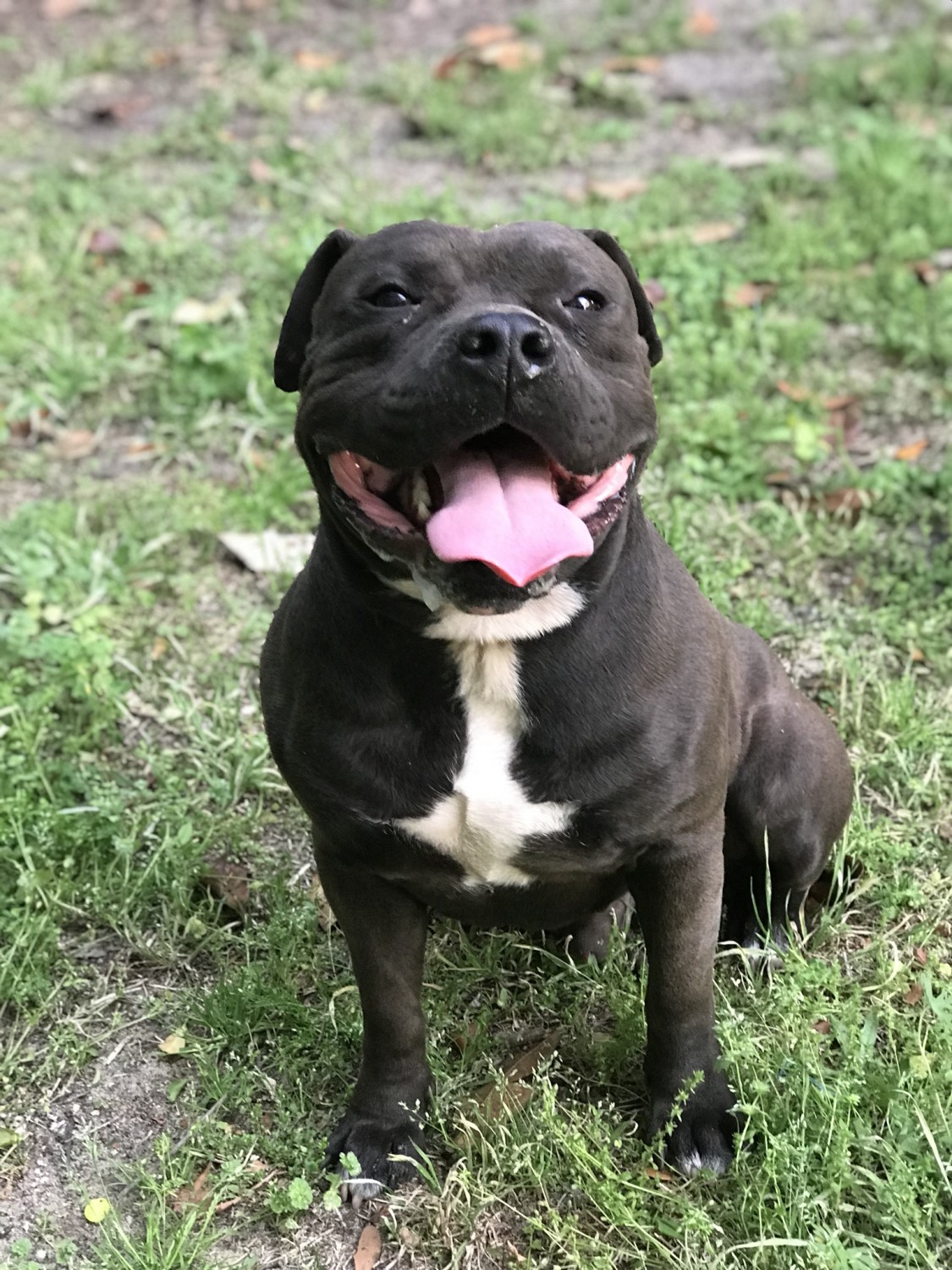 American Bully Puppies For Sale Fayetteville, NC 275017