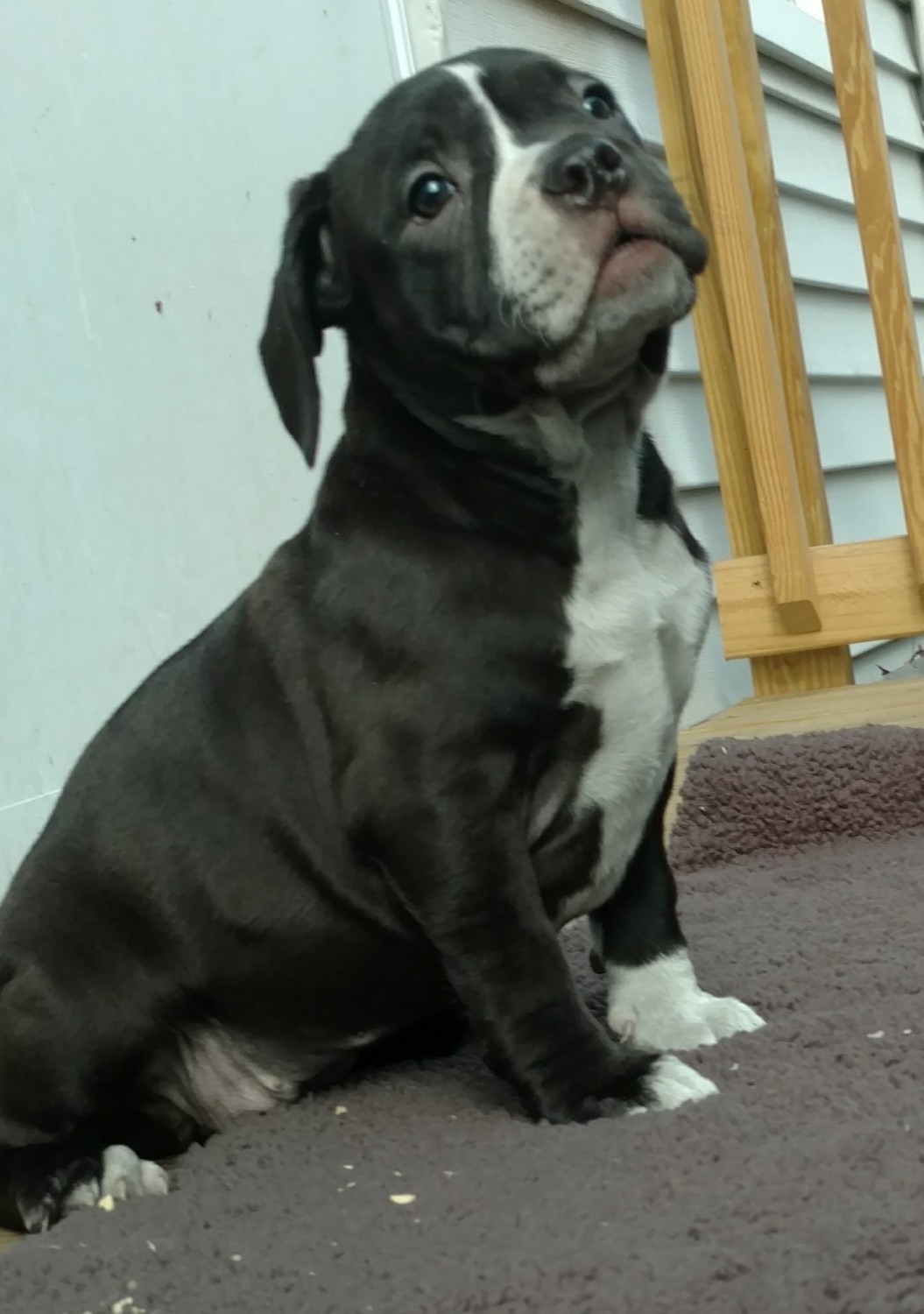 American Bully Puppies For Sale Perth Amboy, NJ 275257