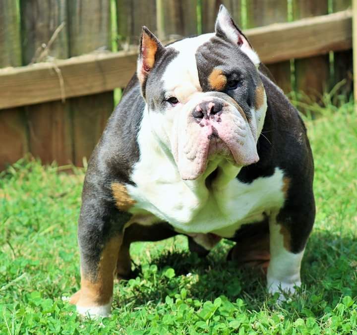 American Bully Puppies For Sale Mount Airy, NC 276197