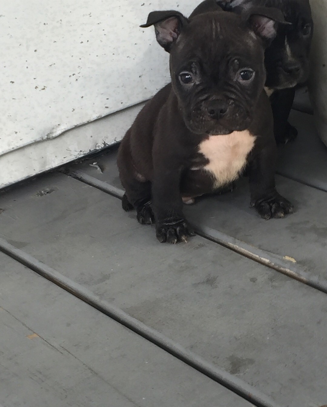 American Bully Puppies For Sale Rochester, NY 278782