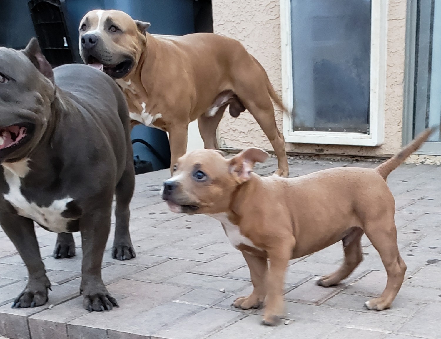 17 Excited American Bully Breeders Arizona Photo HD Bleumoonproductions