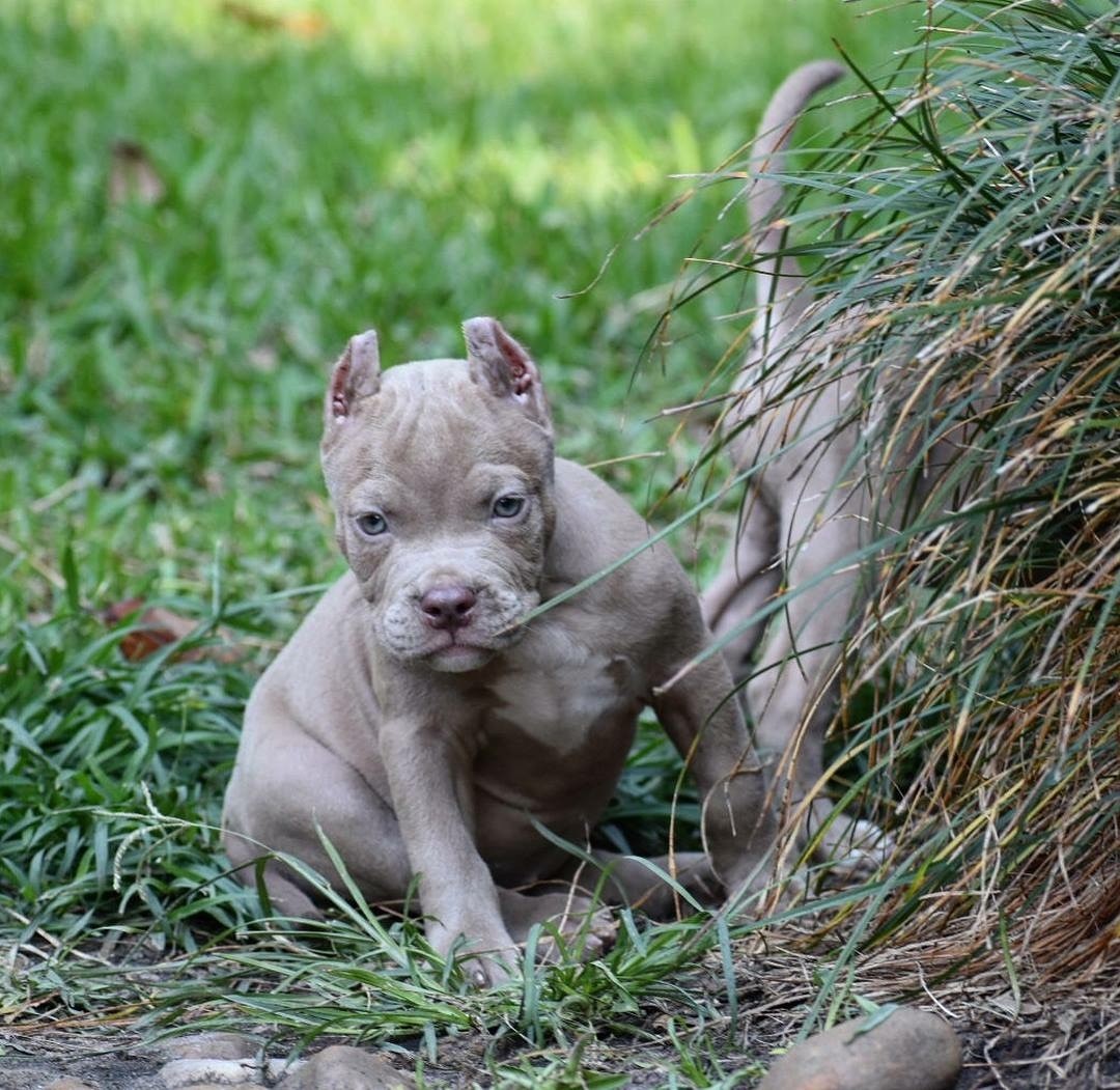 American Bully Puppies For Sale Houston, TX 281347